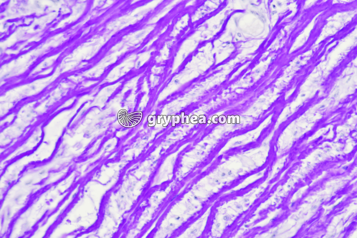 Fibres élastiques x100 - gryphea.com